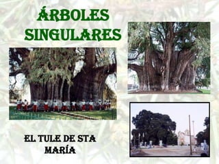 Árboles
singulares




El Tule de Sta
    María
 