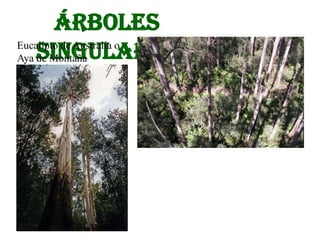 Árboles
Aya singulares
Eucalipto de Australia o
    de Montaña
 