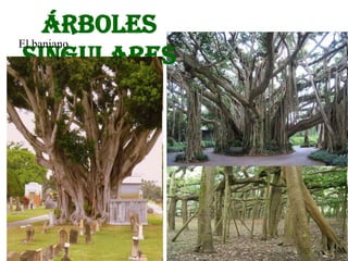 Árboles
El baniano
 singulares
 