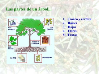 Las partes de un árbol...

                            1.   Tronco y corteza
                            2.   Raíces
                            3.   Hojas
                            4.   Flores
                            5.   Frutos
 