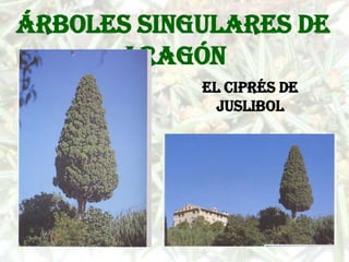 Árboles singulares de
      Aragón
            El ciprés de
              Juslibol
 