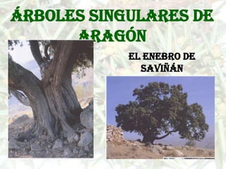 Árboles singulares de
      Aragón
            El enebro de
              Saviñán
 