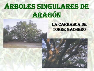 Árboles singulares de
      Aragón
           La carrasca de
           Torre Gachero
 