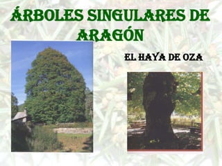 Árboles singulares de
      Aragón
            El haya de Oza
 