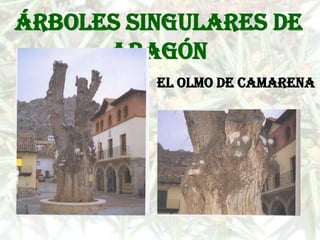 Árboles singulares de
      Aragón
          El olmo de Camarena
 