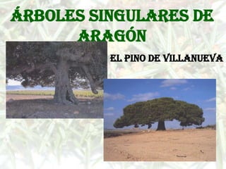 Árboles singulares de
      Aragón
          El pino de Villanueva
 