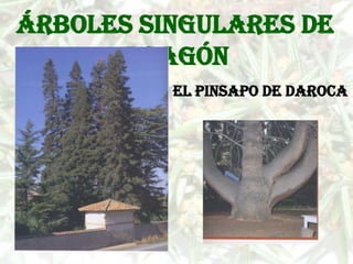 Árboles singulares de
      Aragón
          El pinsapo de Daroca
 