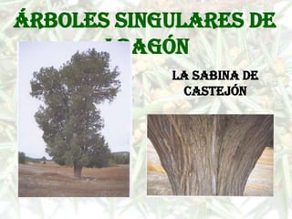Árboles singulares de
      Aragón
            La sabina de
             Castejón
 