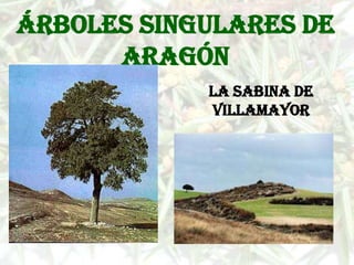 Árboles singulares de
      Aragón
            La sabina de
            Villamayor
 