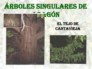 Árboles singulares de
      Aragón
             El tejo de
            Cantavieja
 