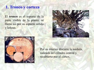 1. Tronco y corteza

El tronco es el soporte de la
parte visible de la planta, se
llama así por su aspecto sólido
y leñoso.




                            Por su interior discurre la médula,
                            rodeada del cilindro central y
                            recubierto por el córtex.
 