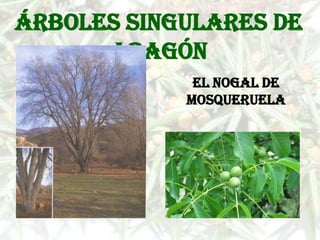Árboles singulares de
      Aragón
             El nogal de
            Mosqueruela
 