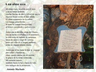 A un olmo seco
Al olmo viejo, hendido por el rayo
y en su mitad podrido,
con las lluvias de abril y el sol de mayo,
algunas hojas verdes le han salido.
El olmo centenario en la colina...
Un musgo amarillento
le lame la corteza blanquecina
al tronco carcomido y polvoriento.

Antes que te derribe, olmo del Duero,
con su hacha el leñador, y el carpintero
te convierta en melena de campana,
lanza de carro o yugo de carreta;
antes que rojo en el hogar, mañana,
ardas de alguna mísera caseta.

Antes que el río hasta la mar te empuje
por valles y barrancas,
olmo, quiero anotar en mi cartera
la gracia de tu rama verdecida.
Mi corazón espera
también hacia la luz y hacia la vida,
otro milagro de la primavera.
 Antonio Machado
 