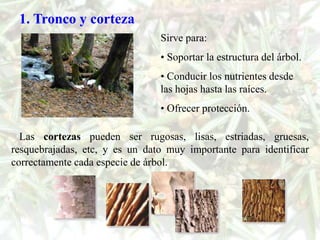 1. Tronco y corteza
                                Sirve para:
                                • Soportar la estructura del árbol.
                                • Conducir los nutrientes desde
                                las hojas hasta las raíces.
                                • Ofrecer protección.

  Las cortezas pueden ser rugosas, lisas, estriadas, gruesas,
resquebrajadas, etc, y es un dato muy importante para identificar
correctamente cada especie de árbol.
 