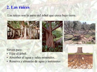2. Las raíces
Las raíces son la parte del árbol que crece bajo tierra.




Sirven para:
• Fijar el árbol.
• Absorber el agua y sales minerales.
• Reserva y almacén de agua y nutrientes
 