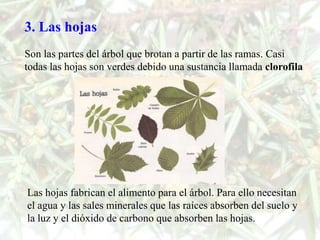 3. Las hojas
Son las partes del árbol que brotan a partir de las ramas. Casi
todas las hojas son verdes debido una sustancia llamada clorofila




Las hojas fabrican el alimento para el árbol. Para ello necesitan
el agua y las sales minerales que las raíces absorben del suelo y
la luz y el dióxido de carbono que absorben las hojas.
 
