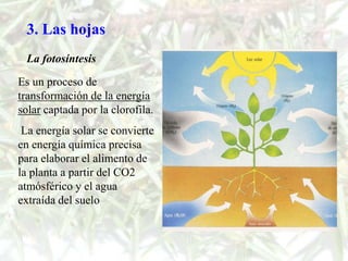 3. Las hojas
 La fotosíntesis

Es un proceso de
transformación de la energía
solar captada por la clorofila.
 La energía solar se convierte
en energía química precisa
para elaborar el alimento de
la planta a partir del CO2
atmósférico y el agua
extraída del suelo
 