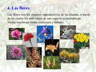 4. Las flores
Las flores son los órganos reproductivos de las plantas, a través
de las cuales los individuos de una especie se multiplican.
Varían mucho en forma estructura y tamaño.
 