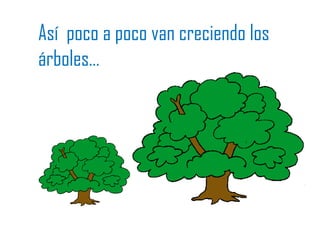 Así poco a poco van creciendo los
árboles…
 