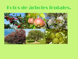Fotos de árboles frutales.
 