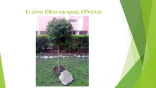 El olivo (Olea europea; Oliveira)
 