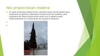 Nos proporcionan madera:
 El ciprés (Cupressus sempervirens; cipreste) común nos da madera para
carpintería en general y ...