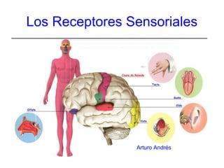 Los Receptores Sensoriales
Arturo Andrés
 