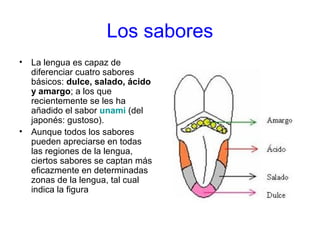 Los sabores
• La lengua es capaz de
diferenciar cuatro sabores
básicos: dulce, salado, ácido
y amargo; a los que
recientemente se les ha
añadido el sabor unami (del
japonés: gustoso).
• Aunque todos los sabores
pueden apreciarse en todas
las regiones de la lengua,
ciertos sabores se captan más
eficazmente en determinadas
zonas de la lengua, tal cual
indica la figura
 