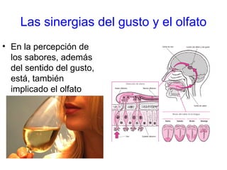 Las sinergias del gusto y el olfato
• En la percepción de
los sabores, además
del sentido del gusto,
está, también
implicado el olfato
 