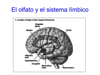 El olfato y el sistema límbico
 