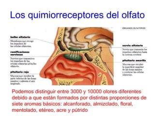 Los quimiorreceptores del olfato
Podemos distinguir entre 3000 y 10000 olores diferentes
debido a que están formados por distintas proporciones de
siete aromas básicos: alcanforado, almizclado, floral,
mentolado, etéreo, acre y pútrido
 