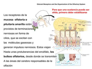 Para que una sustancia pueda ser
olida, primero debe volatilizarse
Los receptores de la
mucosa olfatoria o
pituitaria amarilla están
provistos de terminaciones
nerviosas en forma de
cilios, que se excitan con
las moléculas gaseosas y
generan impulsos nerviosos. Estos viajan
Hasta unas protuberancias del encéfalo, los
bulbos olfatorios, desde donde se transmiten
A las áreas del cerebro responsables de la
olfación
 