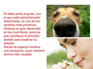 El olfato junto al gusto, con
el que está estrechamente
relacionado, es uno de los
sentidos más primitivos.
Alcanza un gran desarrollo
en los mamíferos, para los
que constituye el principal
sentido para explorar su
entorno
Siendo la especie humana
una excepción, pues nosotros
somos más visuales
 