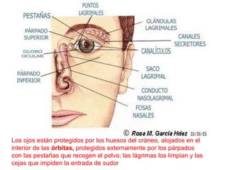 Los ojos están protegidos por los huesos del cráneo, alojados en el
interior de las órbitas, protegidos externamente por los párpados
con las pestañas que recogen el polvo; las lágrimas los limpian y las
cejas que impiden la entrada de sudor
 