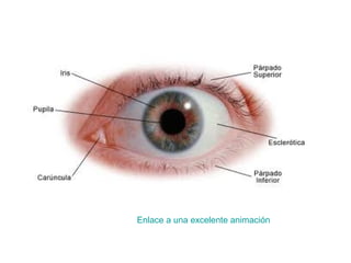 Enlace a una excelente animación
 