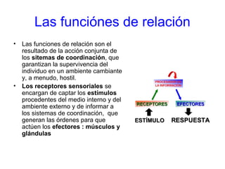 Las funciónes de relación
• Las funciones de relación son el
resultado de la acción conjunta de
los sitemas de coordinación, que
garantizan la supervivencia del
individuo en un ambiente cambiante
y, a menudo, hostil.
• Los receptores sensoriales se
encargan de captar los estímulos
procedentes del medio interno y del
ambiente externo y de informar a
los sistemas de coordinación, que
generan las órdenes para que
actúen los efectores : músculos y
glándulas
 