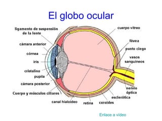 El globo ocular
Enlace a vídeo
 