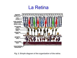 La Retina
 