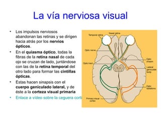 La vía nerviosa visual
• Los impulsos nerviosos
abandonan las retinas y se dirigen
hacia atrás por los nervios
ópticos.
• En el quiasma óptico, todas la
fibras de la retina nasal de cada
ojo se cruzan de lado, juntándose
con las de la retina temporal del
otro lado para formar las cintillas
ópticas.
• Estas hacen sinapsis con el
cuerpo geniculado lateral, y de
éste a la corteza visual primaria
• Enlace a vídeo sobre la ceguera cortical
 