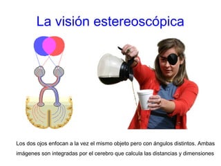 La visión estereoscópica
Los dos ojos enfocan a la vez el mismo objeto pero con ángulos distintos. Ambas
imágenes son integradas por el cerebro que calcula las distancias y dimensiones
 