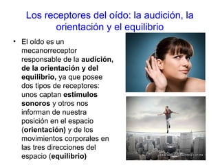 Los receptores del oído: la audición, la
orientación y el equilibrio
• El oído es un
mecanorreceptor
responsable de la audición,
de la orientación y del
equilibrio, ya que posee
dos tipos de receptores:
unos captan estímulos
sonoros y otros nos
informan de nuestra
posición en el espacio
(orientación) y de los
movimientos corporales en
las tres direcciones del
espacio (equilibrio)
 