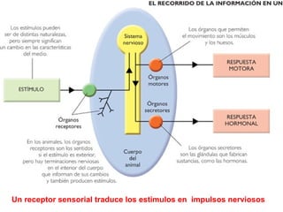 Un receptor sensorial traduce los estímulos en impulsos nerviosos
 