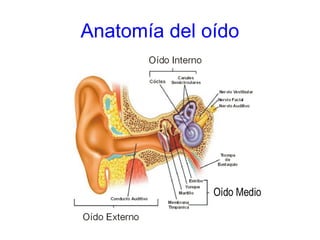 Anatomía del oído
 