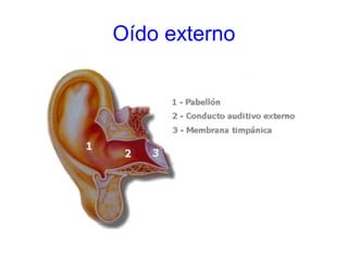 Oído externo
 