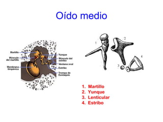 Oído medio
1. Martillo
2. Yunque
3. Lenticular
4. Estribo
 