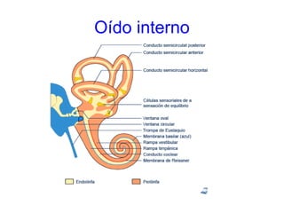 Oído interno
 