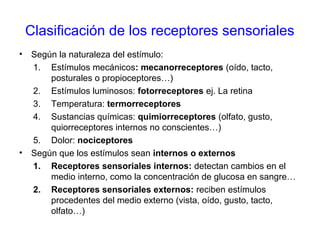 Clasificación de los receptores sensoriales
• Según la naturaleza del estímulo:
1. Estímulos mecánicos: mecanorreceptores (oído, tacto,
posturales o propioceptores…)
2. Estímulos luminosos: fotorreceptores ej. La retina
3. Temperatura: termorreceptores
4. Sustancias químicas: quimiorreceptores (olfato, gusto,
quiorreceptores internos no conscientes…)
5. Dolor: nociceptores
• Según que los estímulos sean internos o externos
1. Receptores sensoriales internos: detectan cambios en el
medio interno, como la concentración de glucosa en sangre…
2. Receptores sensoriales externos: reciben estímulos
procedentes del medio externo (vista, oído, gusto, tacto,
olfato…)
 