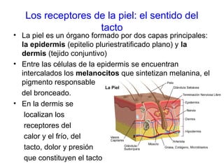 Los receptores de la piel: el sentido del
tacto
• La piel es un órgano formado por dos capas principales:
la epidermis (epitelio pluriestratificado plano) y la
dermis (tejido conjuntivo)
• Entre las células de la epidermis se encuentran
intercalados los melanocitos que sintetizan melanina, el
pigmento responsable
del bronceado.
• En la dermis se
localizan los
receptores del
calor y el frío, del
tacto, dolor y presión
que constituyen el tacto
 