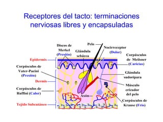 Receptores del tacto: terminaciones
nerviosas libres y encapsuladas
 