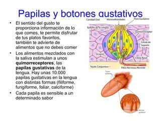 Papilas y botones gustativos
• El sentido del gusto te
proporciona información de lo
que comes, te permite disfrutar
de tus platos favoritos,
también te advierte de
alimentos que no debes comer
• Los alimentos mezclados con
la saliva estimulan a unos
quimorreceptores, las
papilas gustativas de la
lengua. Hay unas 10.000
papilas gustativas en la lengua
con distintas formas (filiforme,
fungiforme, foliar, calciforme)
• Cada papila es sensible a un
determinado sabor
 